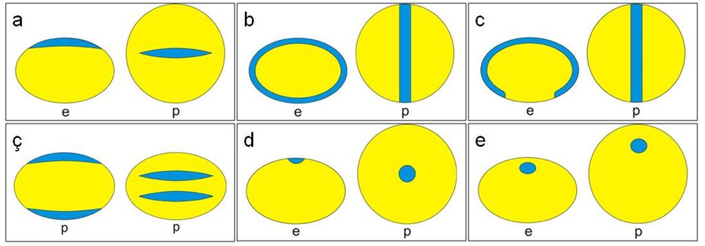 ġekil 13: Sulkus (a), Zonosulkus (b), Monosulkus (c), Disulkat (ç), Ulkus (d), Ulkulus (e) (Punt vd., 20