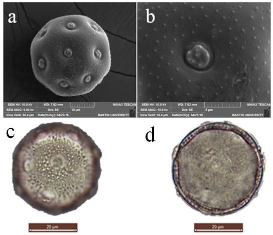 ġekil 64: Acanthophyllum verticillatum polen SEM genel görünüm (a), SEM