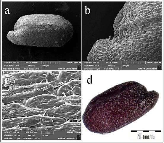 5.2.2 Acanthophyllum microcephalum Boiss. Tohumlar düz kenarlı ve yuvarlak uçlu oblong Ģeklindedir. Tohumlar hafif konveks dorsal ve ventral yüzeye sahiptir.