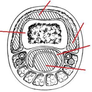 Santral Slip Lateral Bant Proksimal Falanks Fleksör Dijitorum Süperfisiyalis Fleksör Dijitorum Profundus Şekil 6. Proksimal falanksın 1/3 proksimal kısmının kesitsel görünümü (43).