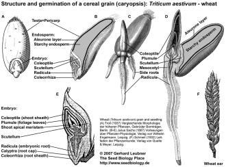 Tahıl tanesi, kabuk, endosperm ve embriyodan oluşur.