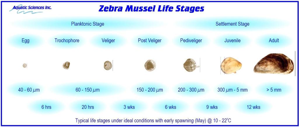 TERİMLER SÖZLÜĞÜ Veliger Yumuşakçaların ilk larva evresi Doğrudan yumurta fazından gelişen zebra midyesi larvalarının planktonik formda oldukları başlangıç evresidir.