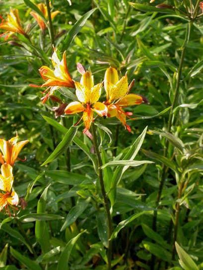 Yaz dikimi: Haziran temmuz Çiçeklenme eylülden mayıs ortasına kadar devam eder. Çiçeklenme zamanı Alstromeria bitkisi iki zamanda çiçeklenir.