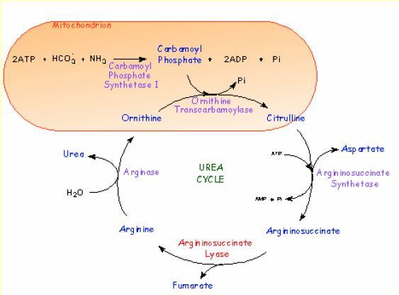 5 1.1.1. Arjinin Metabolizması Arjinin, şartlı esansiyel aminoasit olarak bilinir, protein sentezinde ve amonyak detoksifikasyonunda görev alır.