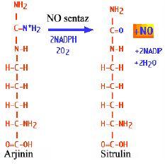 8 Şekil 1.5. L-Arjininden NOS enzimi aracılığıyla NO sentezi(lüscher ve Noll, 1999).