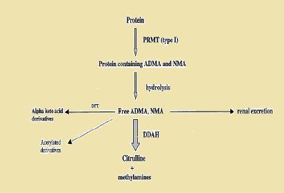 19 1.2.2.4. ADMA Yıkımı ADMA nın katabolizmasında 3 kritik yolak vardır: Birinci yolak; ADMA nın DDAH enzimi tarafından sitrülin ve dimetilaminlere yıkılmasıdır (>%90).