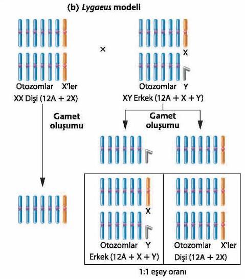 2. X ve Y kromozomlarıyla cinsiyet belirlenmesi Lygaeus modeli cinsiyet tayini (XX/XY) Lygaeus tricus (zarkanatlı bir böcek) Her iki cinsiyet de 14 kromozoma sahip.