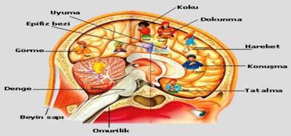 İZLEM Postnatal 55.