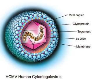 CMV enfeksiyonunun tromboz patofizyolojisindeki rolü nedir?