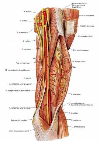 olarak aşağı inmeye devam eder. Dirseğe ulaşmadan, m.biceps brachii nin kirişinin dış kenarında derin fasyayı delerek yüzeyselleşir. Ön kolun dış yanında n.