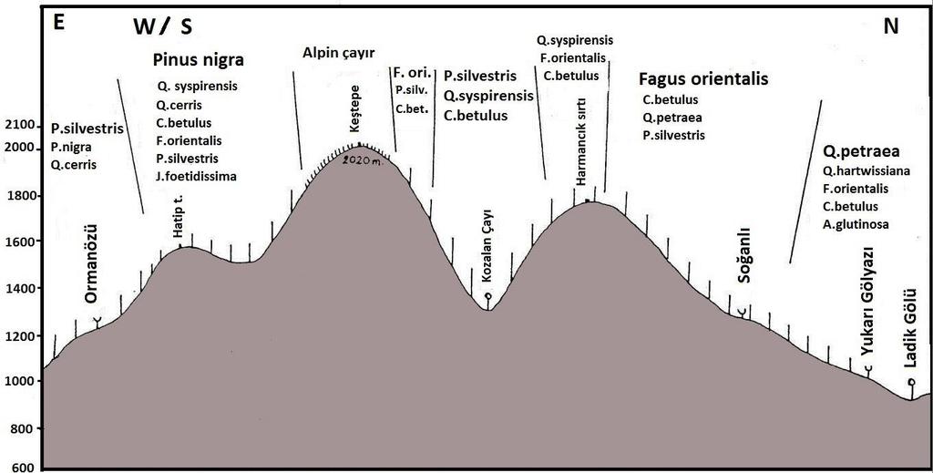 Şekil 4. Ormanözü Keştepe (2020 m.) Ladik Gölü Kesiti 1000 metreden itibaren başlayan ve orta derecede yağış alan şartlarda meşe türlerinden sapsız meşe (Quercus Petraea) yaygın olarak görülür.