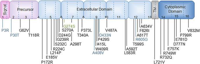 Polimeraz zincir reaksiyonunda CDH1 genini kullanılan çoğaltmak için e belirtilen tanı kriterleri açısından değerlendirildi ve gösterilmiştir.