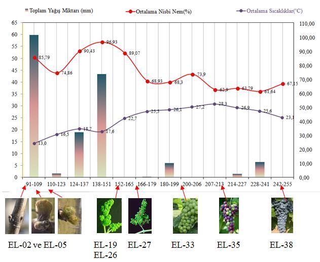 Şekil 4.1. İklimsel veriler ve fenolojik gelişme aşamaları [EL-04:Gözlerin kabarması (01.04.2012), EL-04: Gözlerin patlaması (06.04.2012), EL-21: İlk çiçeklenme (30.05.2012), EL-27: Tane tutumu (13.
