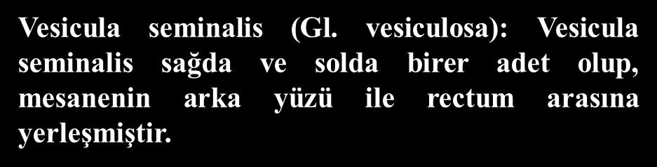 Scrotum: Testis, funiculus spermaticus un alt bölümü ve epididymis i içinde