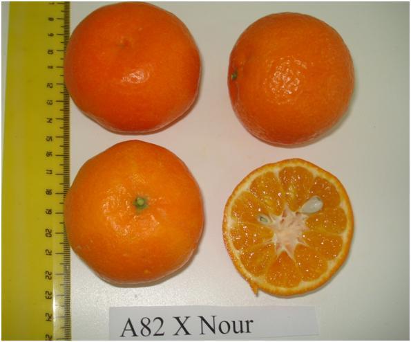 A82 x A82 uygulamasından elde edilen meyvelerin