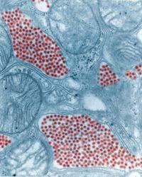 VENEZUELLA AT ENSEFALİTİ (2) VENEZUELAN EQUINE ENCEPHALITIS Virüsün merkezi sinir sistemine geçişi kapiller damar endotelinden pasif diffüzyon ile olur.