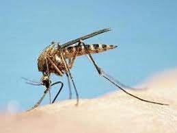 Wesselsbron Hastalığı Virüs Yaz ve Sonbaharda sivrisinekleriyle taşınmaktadır.