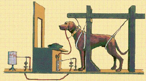 Klasik Koşullama Bu doğrultuda Pavlov ve araştırmacılar bir