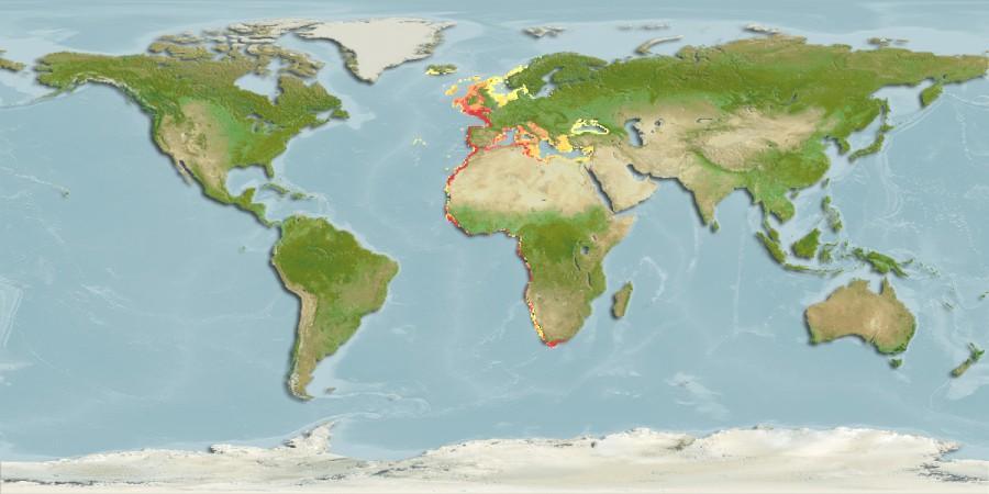 1.2.2 Yayılış Alanları T. trachurus coğrafik dağılım alanları genellikle Akdeniz ve Kuzey Doğu Atlantik te Norveç te, Güney Afrika da Maputo kıyıları çevresinde bulunur. (Smith- Vaniz, 1986) Şekil 1.