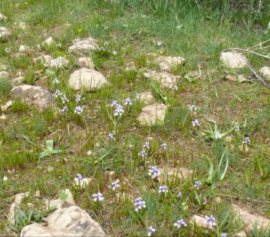 14 3. MUSCARI Miller 1. Muscari vuralii Y. Bağcı & Doğu Ülkemizde sadece Karaman, Sarıveliler-At Alanı mevkiinde bulunan ve 2009 yılında, Y.