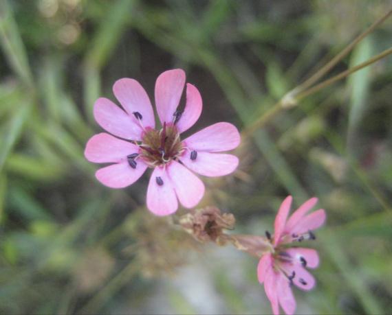 Yeni tür, benzerlik gösterdiği Silene capillipes Boiss. & Heldr. türünden tüylülük, yaprak ve çiçek özellikleri bakımından farklıdır.