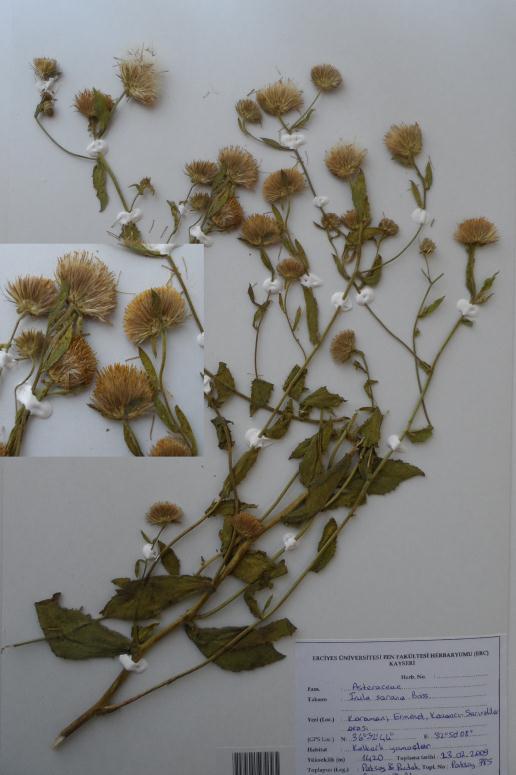 28 Cousinia ermenekensis Hub.-Mor. Çok yıllık 25 cm civarında her tarafı yoğunca beyaz-keçemsi sık tüylü. Gövdeler kalın tabandan dallanmış.