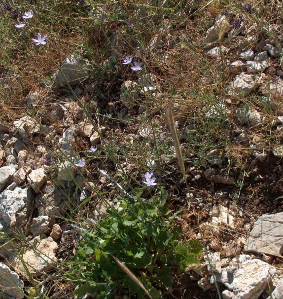 30 Lactuca oyukludaghensis (Parolly) N. Kilian & Parolly (Resim: Murat Aydın Şanda) 6. HELICHRYSUM Gaertner 1. Helichrysum plicatum DC subsp.