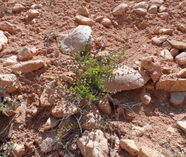 40 Origanum leptocladum Boiss. Yarıçalı olan bitki 65 cm, tüysüz.