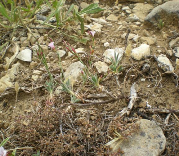 52 yerde bulunması sebebiyle IUCN tehlike kategorisi CR (Çok Tehlikede) olarak değerlendirilmiştir [B2a]. Acanthalimon doganii Y.