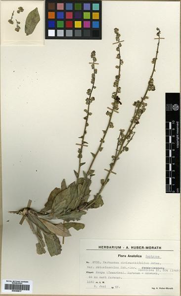 57 Verbascum cheiranthifolium Boiss. var. obtusiusculum Hub.-Mor.