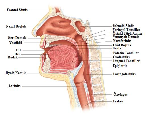 9 2.6.1. Velofaringeal Mekanizma Anatomisi Velofaringeal bölgeyi oluşturan anatomik yapılar, oral ve nazal boşluklar, damak (sert damak ve velum), uvula ve farinkstir (5).