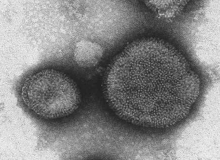 Influenza virusu Hemagglutinin HA,