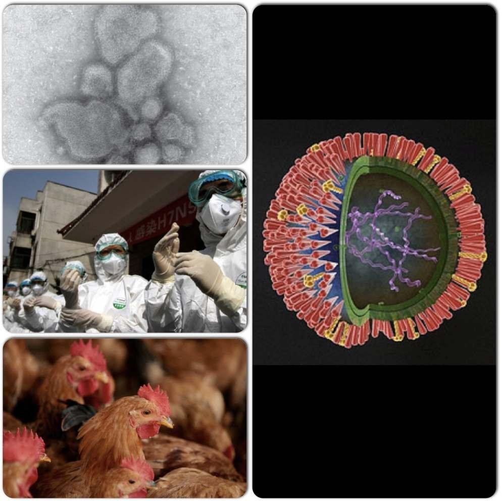 - Avian Influenza, -