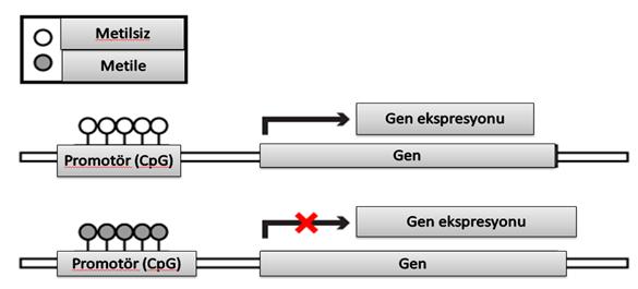Tablo 1: Epigenetik mekanizmaların sınıflandırılması Şekil 4: Diziye özgü