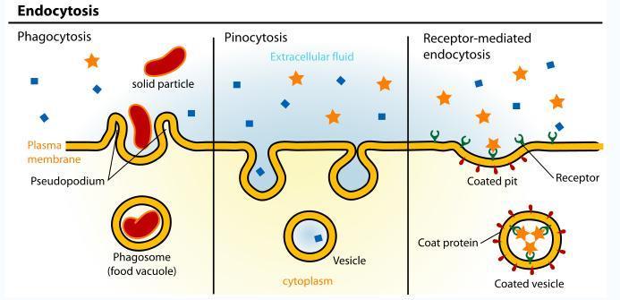 Zardan madde geçişi: endositoz Küçük besin