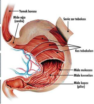 Midenin yapısı üç tabakadır: 1) En dışta zar