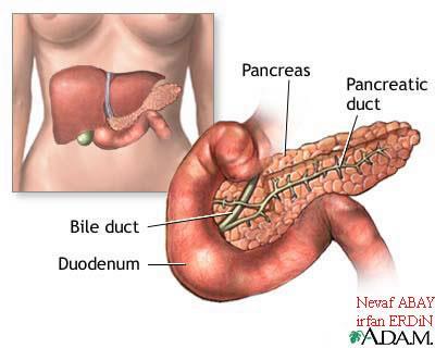 Pankreas Pankreas kanalı