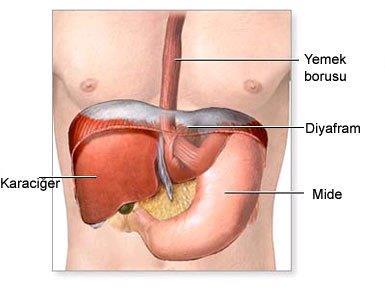 Karaciğer Karaciğer vücudun en büyük organıdır. Yaklaşık 2 kg ağırlığındadır.