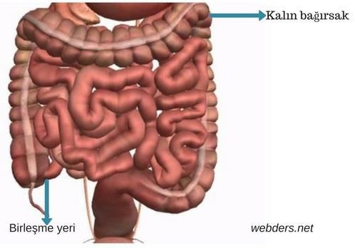Kalın Bağırsak Kalın Bağırsak İnce bağırsaktan anüse kadar olan kısımdır.