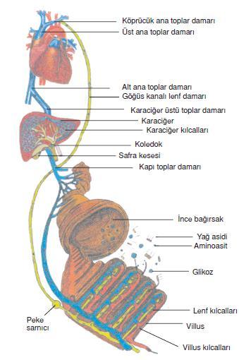 2- Lenf Yoluyla: Yağ asidi, gliserol ve yağda çözünen vitaminler (A,D,E,K ), villuslardaki