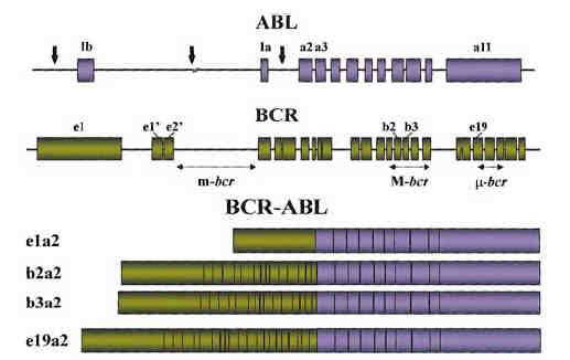 birleşmeleri ile füzyon transkriptleri oluşur ve bu 8.5-kb lık mrna dan 210kd büyüklüğündeki onkoprotein meydana gelir (Deininger ve ark., 2000; Faderl ve ark., 1999; Litzow, 2006; Walz ve ark.