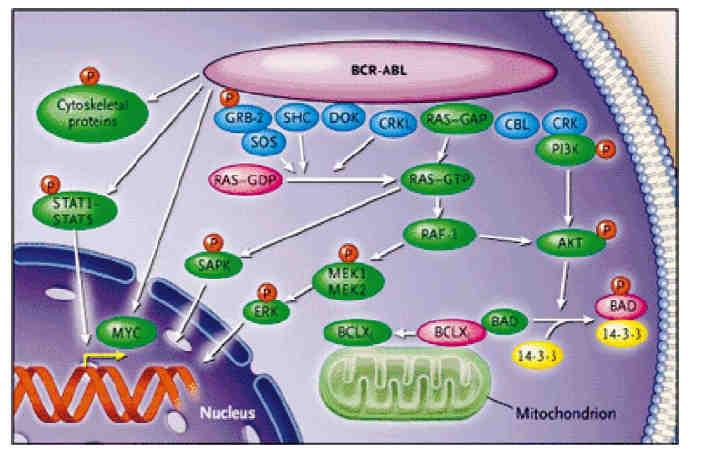 Şekil 1.6.2. BCR-ABL ın etkilediği sinyal iletim yolakları. Ras ve MAP Kinaz Yolağı: Tirozin 177 nin otofosforilasyonu adaptör molekül Grb-2 için bağlanma bölgesi oluşturur.