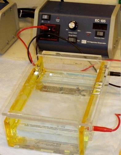 10. Jel Elektroforezi: Saflaştırılmış nükleik asit ve proteinlerin moleküler ağırlığı, miktarı ve alt tiplerinin saptanmasında kullanılan moleküler inceleme yöntemine denir.