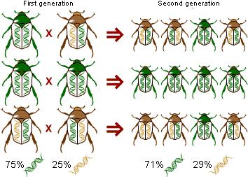 26.3 Populasyonların genetik yapıları zaman ve yere bağlı olarak değişir Dennis A.