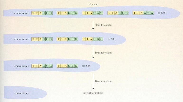 Böylece kromozomun en ucu replike olamaz ve telomerler giderek kısalır (4, 10, 17, 47, 48). Şekil 2.1: Okazaki fragmanları Kaynak: sps.k12.ar.us/massengale/ images/image015.