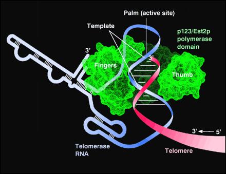 Aynı şekilde ölümsüz insan hücrelerinde telomeraz inhibisyonu, telomer kısalmasına ve hücre ölümüne yol açar.