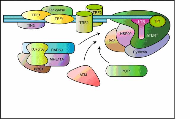 13 Şekil 2.8: Telomer, telomerazla ilişkili proteinler Kaynak: www-ermm.cbcu.cam.ac.uk adlı siteden alınmıştır. 2. 4. 3.
