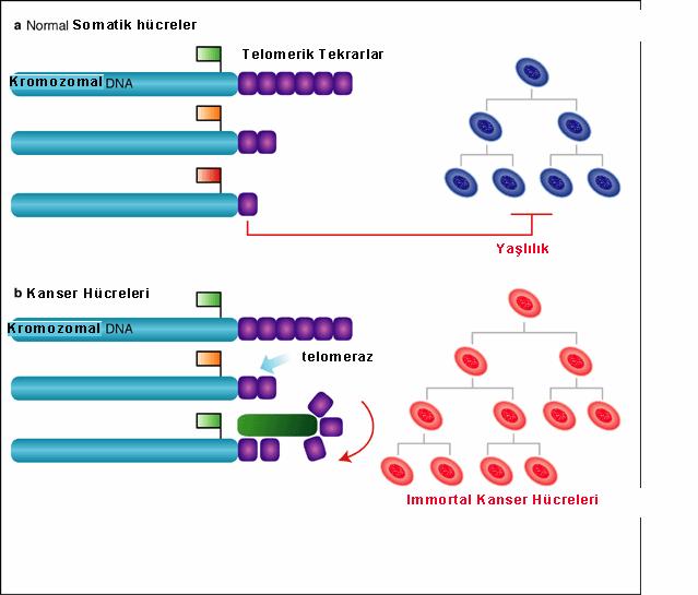 16 Pek çok somatik insan hücresi, telomeraz negatif olduğu için sınırlı düzeyde çoğalma kapasitesine sahiptir.