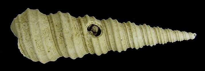 Turritella tricarinata BROCCHI, 1814 Sınıf: GASTROPODA Cuvier, 1797 Alt