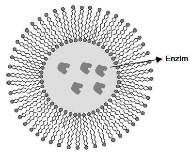 1. GİRİŞ Özlem ALPTEKİN Lipozom tekniği, sıvı-yüzey yapıcı membran temeline dayanır (Şekil 1.14), (Regen ve ark., 1984).